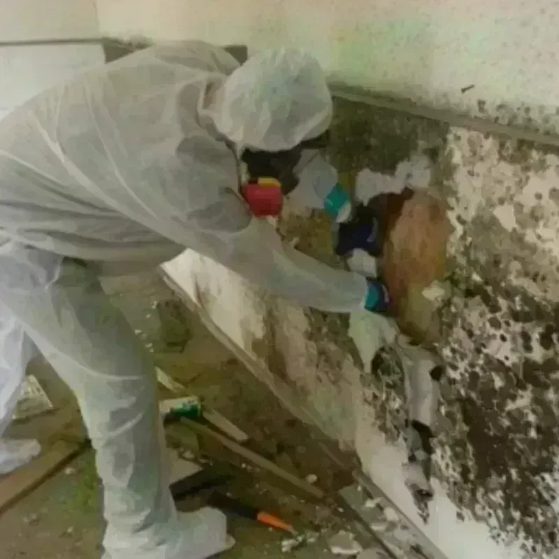 Mold Remediation and Removal in Morgan County, TN